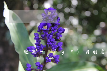 逾期一個(gè)月利息有多少多久起訴-