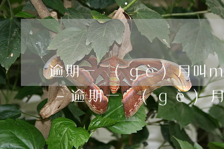 逾期一個(gè)月叫m1逾期一年叫什么-逾期一個(gè)月叫m1逾期一年叫什么名字