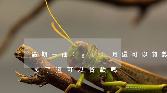 逾期一個(gè)月還可以貸款嗎(逾期一年多了還可以貸款嗎)