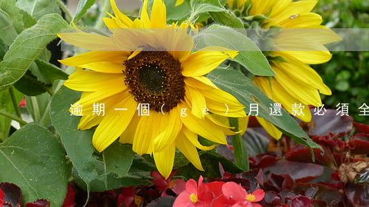 逾期一個(gè)月還款必須全款還清嗎-