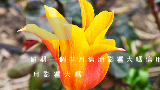 逾期一個半月信用影響大嗎（信用卡逾期一個月影響大嗎）
