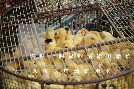 逾期一個星期還能申請信用卡么(逾期還完多久可以申請信用卡)