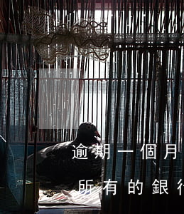 逾期一個月信用卡會停用(信用卡逾期是不是所有的銀行卡都會被停用)