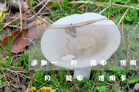 逾期一個月還能申請信用卡嗎貼吧-逾期一個月還能申請信用卡嗎貼吧論壇