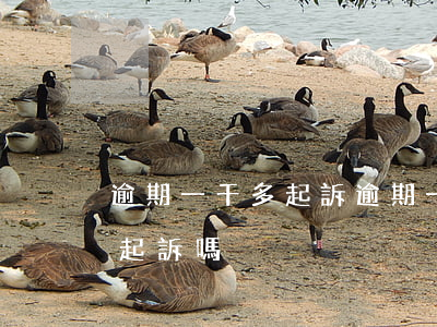逾期一千多起訴(逾期一千多會(huì)被起訴嗎)