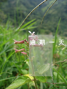 逾期一天如何恢復(fù)征信