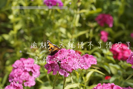 逾期一天就借不了借呗了吗(逾期一天就借不了借呗了吗)