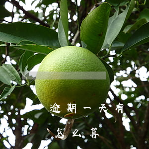逾期一天有滯納金嗎-逾期一天有滯納金嗎怎么算