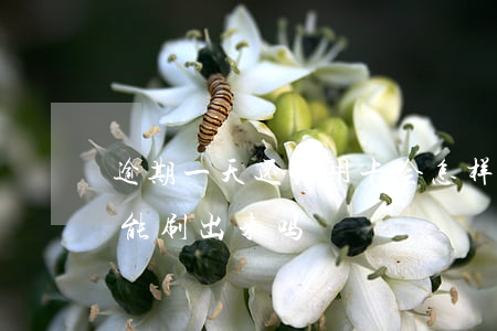 逾期一天还信用卡会怎样（信用卡逾期一年还能刷出来吗）