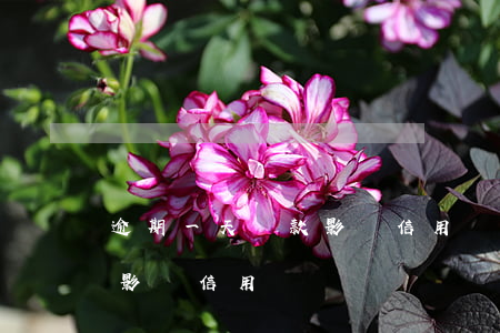 逾期一天還款影響信用嗎(逾期一天還了款會影響信用嗎)