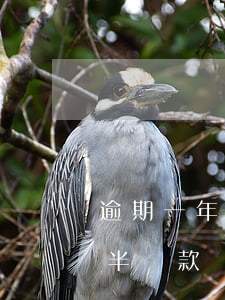 逾期一年半還款還是失信人員嗎-逾期一年半還款還是失信人員嗎怎么辦
