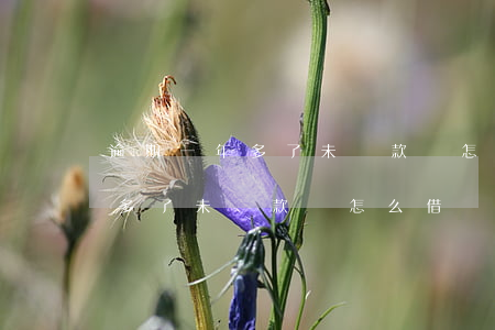 逾期一年多了未還款還怎么借錢-逾期一年多了未還款還怎么借錢還不上