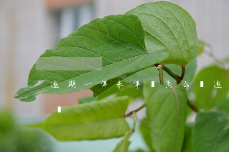 逾期一年未年檢怎么辦(逾期一年未年審怎么辦)