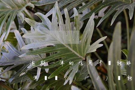 逾期一年的信用卡還能解凍嗎（信用卡逾期兩年凍結(jié)還能解凍嗎）