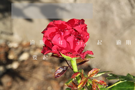 逾期一年銀行沒起訴(逾期不到一個月銀行說要起訴)