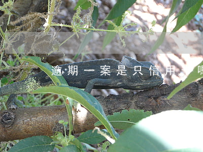 逾期一案是只信用卡嗎(十多張信用卡逾期)