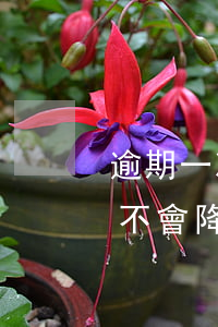 逾期一次信用卡不會降額嗎(逾期一次信用卡不會降額嗎)