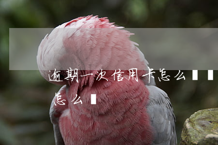 逾期一次信用卡怎么辦(這么多信用卡逾期的怎么辦)