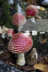 逾期一次的还可以贷款(逾期一次可以贷款吗)