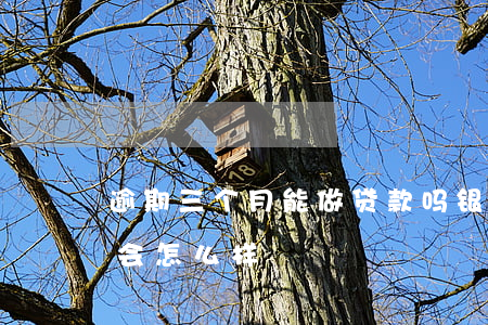逾期三个月能做贷款吗(银行贷款逾期三个月会怎么样)