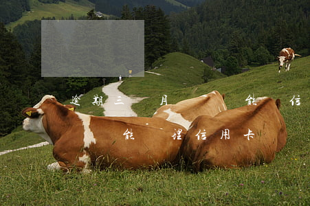 逾期三個月記錄還能辦信用卡嗎-有逾期記錄還能辦理信用卡嗎
