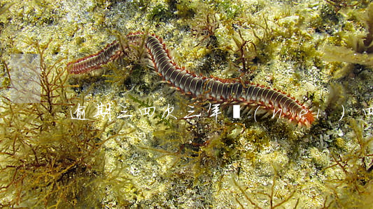 逾期三四次(三年內(nèi)四次逾期)