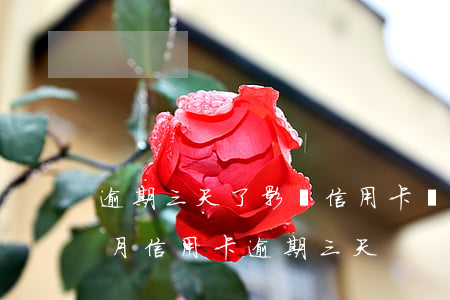 逾期三天了影響信用卡審批嗎(每個(gè)月信用卡逾期三天)