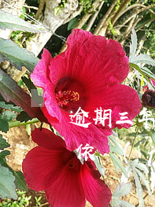 逾期三年以上的應(yīng)收賬款核算依據(jù)-逾期三年以上的應(yīng)收賬款核算依據(jù)是什么