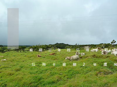 逾期三年的信用卡把款還清還可不可以用了（信用卡逾期2年還完還可以用嗎）