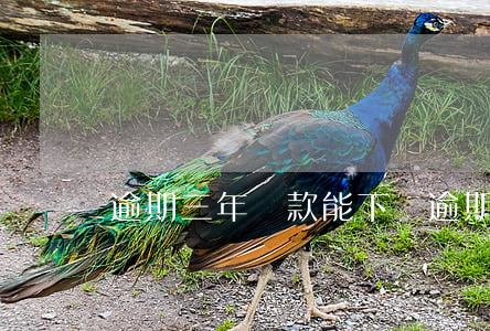 逾期三年貸款能下嗎(逾期三個月還能貸款嗎)