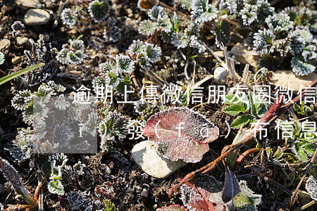 逾期上傳微信朋友圈(微信朋友圈違規(guī)發(fā)布信息)