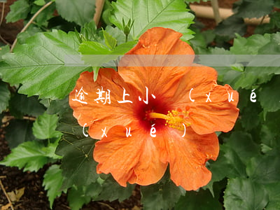 逾期上小學(xué)(逾期會影響小孩上學(xué)嗎)