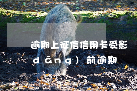 逾期上征信信用卡受影響（征信信用卡有當(dāng)前逾期）