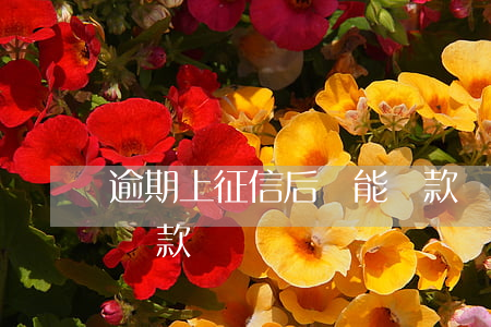 逾期上征信后還能貸款嗎(逾期上征信了還能貸款)