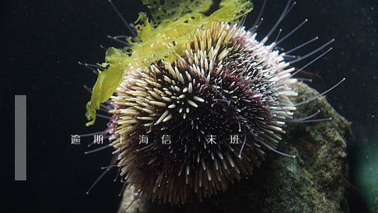 逾期上海信訪末班