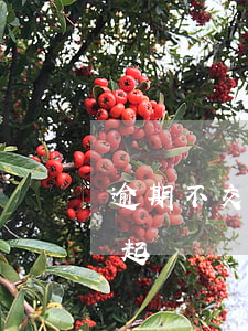 逾期不交房租訴訟案件(合同沒到期不交房租起訴)