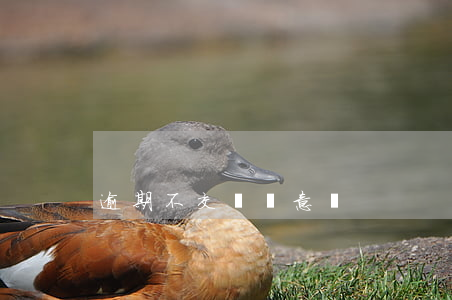 逾期不交視無意間