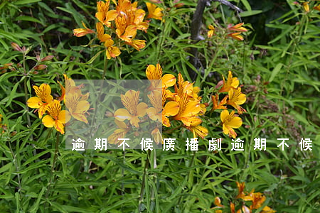 逾期不候廣播劇 逾期不候廣播劇