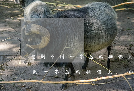 逾期不到一年怎么征信上顯示呆賬-逾期不到一年怎么征信上顯示呆賬了