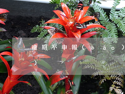 逾期不申報(bào) 逾期不申報(bào)