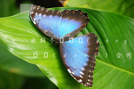 逾期不簽勞動(dòng)合同（逾期未簽訂勞動(dòng)合同賠償）