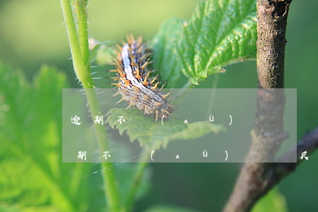 逾期不續(xù)簽勞動合同怎么辦(合同到期不續(xù)簽違反勞動法嗎)