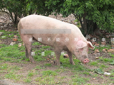 逾期不能分期可以申請法院嗎(逾期后不能分期還款嗎)