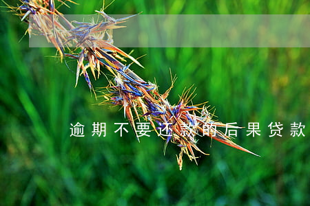逾期不要还款的后果(贷款逾期不还的后果)
