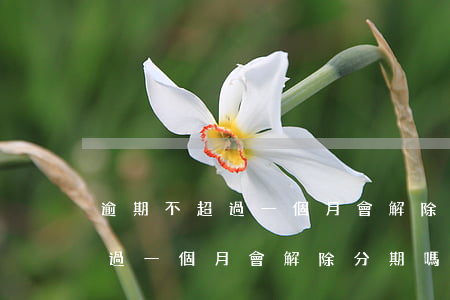 逾期不超過一個月會解除分期嗎-逾期不超過一個月會解除分期嗎怎么辦