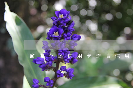 逾期不还信用卡诈骗(信用卡逾期 诈骗)