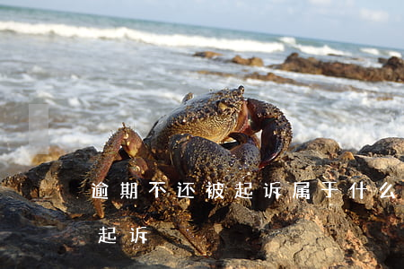 逾期不还被起诉属于什么案例纠纷(欠款逾期起诉)