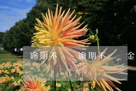 逾期不違約(逾期不違約金一般百分之多少)
