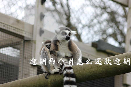 逾期两个月怎么还款(逾期两个月有什么影响)