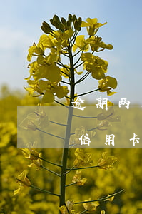 逾期两天还信用卡有没有影响（逾期两天没还信用卡会怎么样）